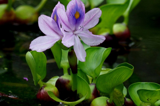 水葫芦可以放鱼缸里吗