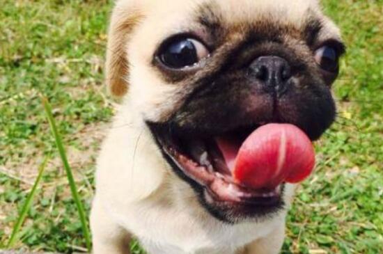 巴哥犬性格怎么样