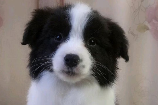 狗心脏病什么症状