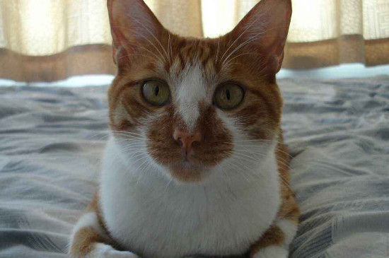 猫可以吃板栗吗