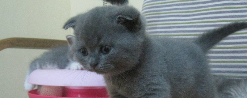 蓝猫有折耳的吗