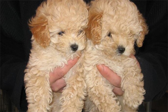 怎么给泰迪剪毛，手把手教你打造最美泰迪犬