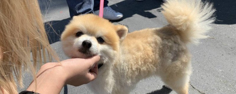 狗能吃萝卜吗