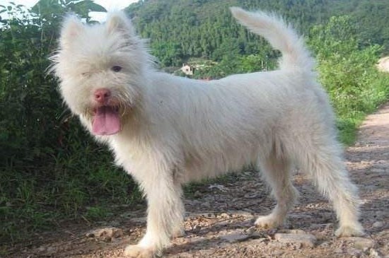 怎样挑选好的下司犬，掌握4个技巧教你选出优良的下司犬