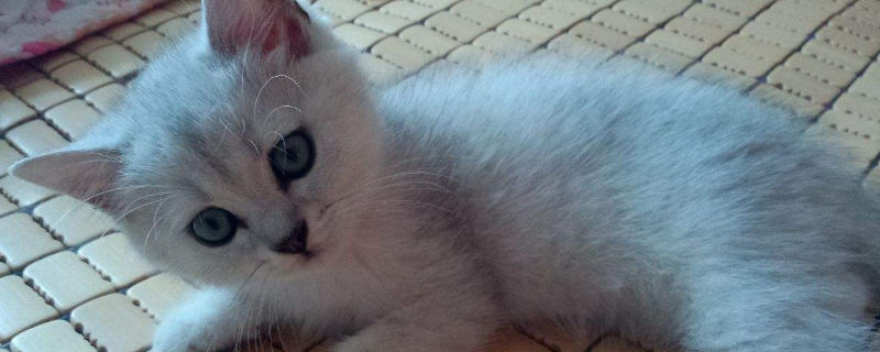 英短猝死前兆