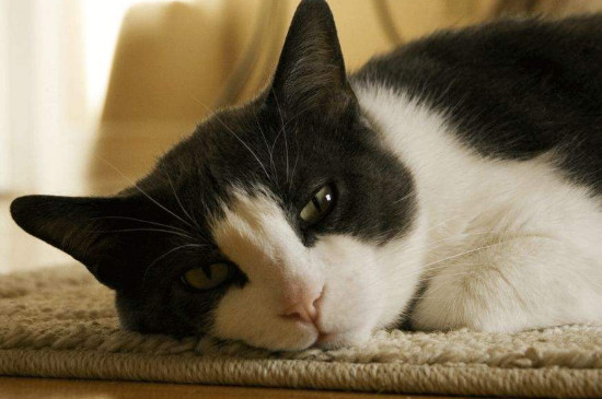 猫体内驱虫和体外驱虫能一起吗