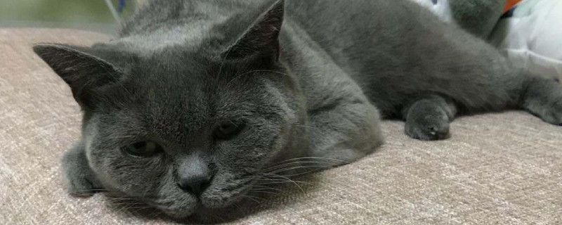 猫毛对人有影响吗