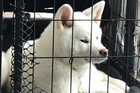 长得像狐狸的狗叫什么