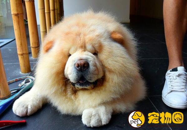 松狮犬好养么，缺点比较多新手养起来会很麻烦