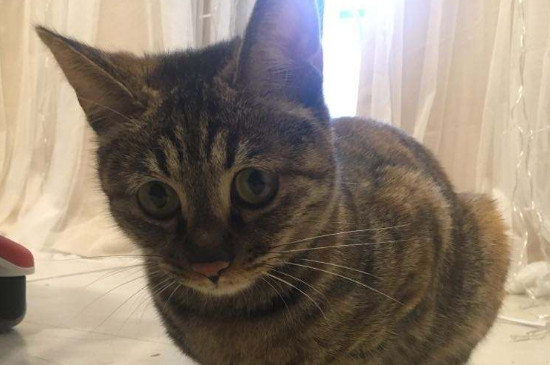 成猫一天吃多少克猫粮