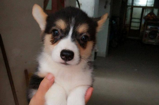 如何分辨真假柯基幼犬