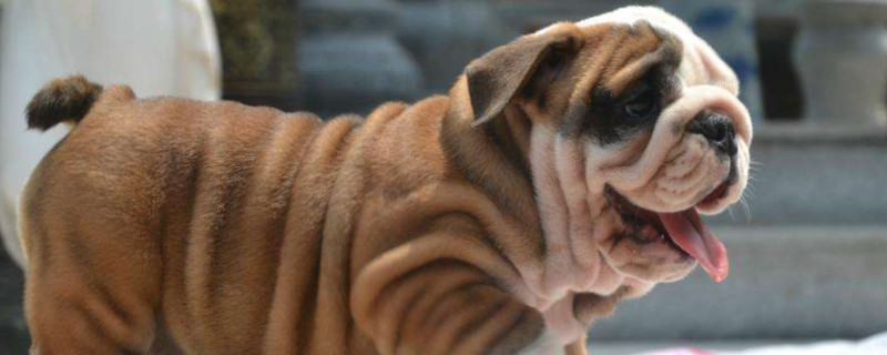 英国斗牛犬怎么看纯不纯
