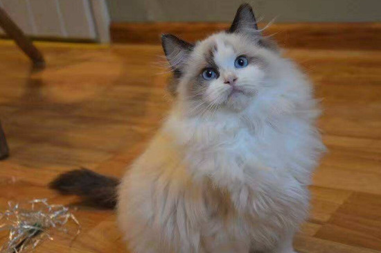 布偶猫为什么不能养