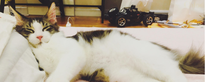 猫呼噜对人的好处