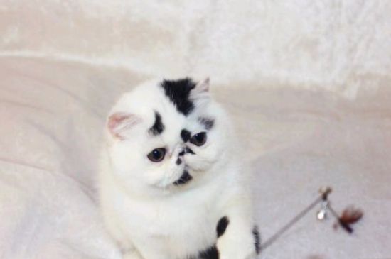 猫咪疫苗一共要打几针
