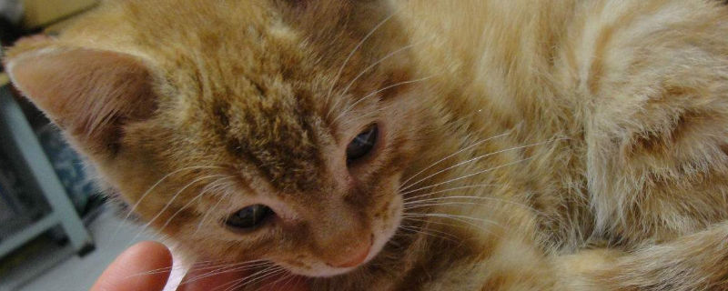 被猫抓伤多少天过危险期