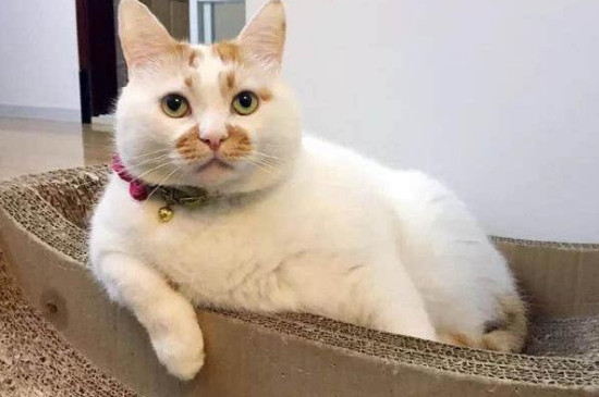 折尾猫有什么缺点
