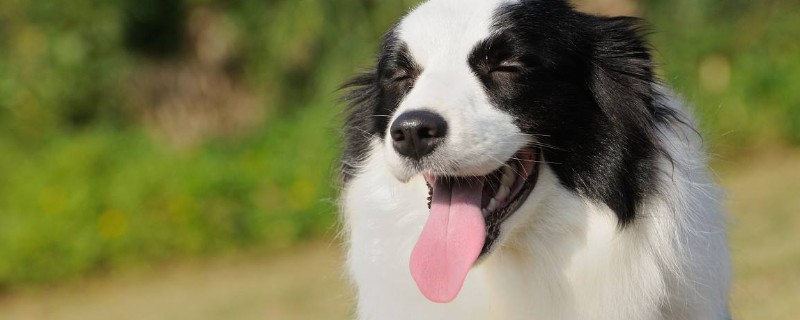 边境牧羊犬性格特点