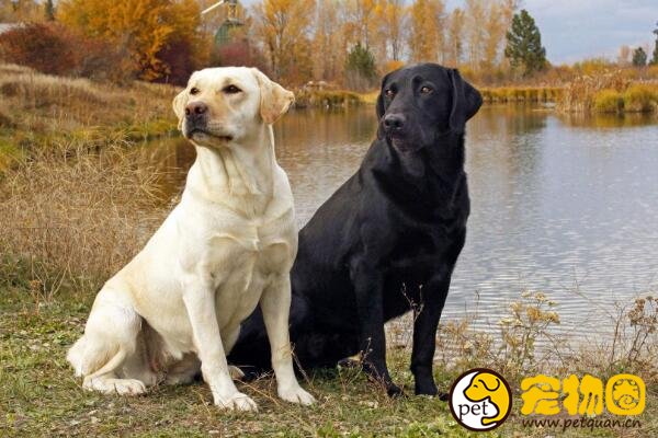 十大忠诚的狗排名，第一的中华田园犬PK掉日本秋田犬