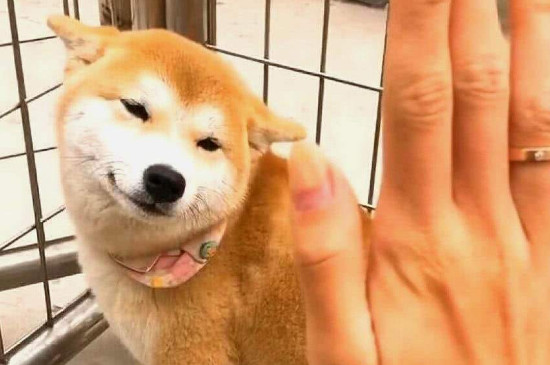 柴犬是土狗吗