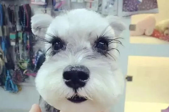 雪纳瑞的睫毛为什么那么长