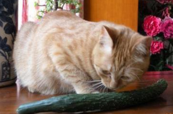 猫能吃黄瓜吗
