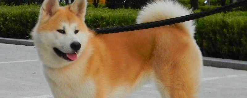 秋田犬为什么禁养