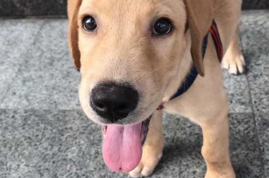 小狗尿频一会尿一点