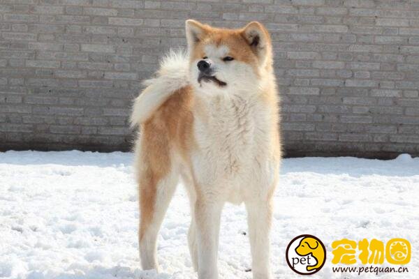 美系秋田犬是怎么来的，和日系秋田有什么区别