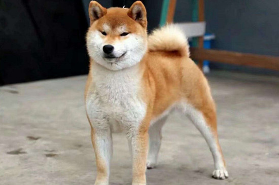 3000能买到纯种柴犬吗，3000多的柴犬靠谱么