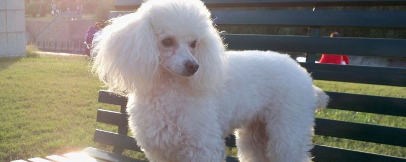 怎么给贵宾犬剪造型