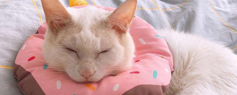 猫长猫藓是什么原因