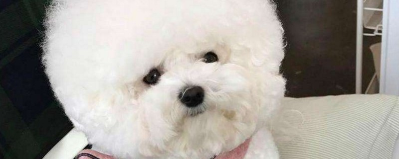 比熊犬与泰迪犬的区别