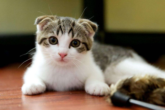 家养最温顺的猫排名，哪种猫咪最温顺最粘人