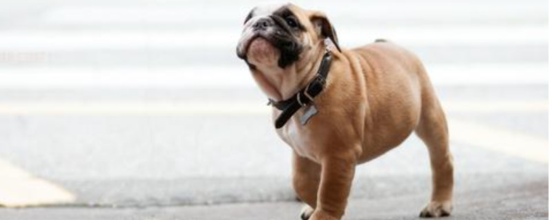英国斗牛犬可以吃草莓吗