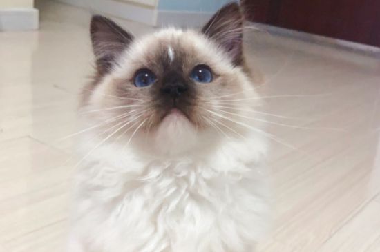 猫的体温多少是正常的