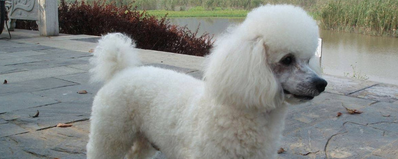 贵宾犬喜欢怎样的主人