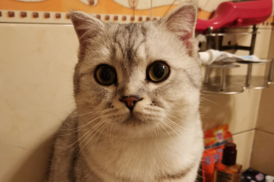 折耳猫发病症状