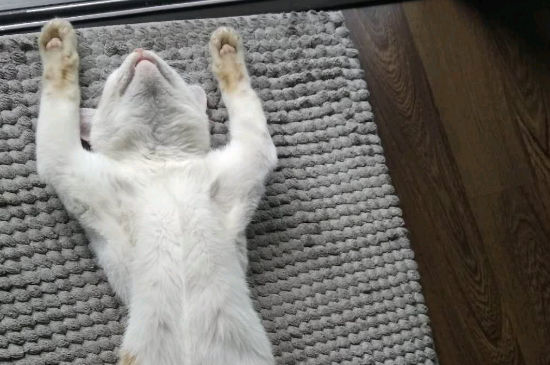 猫咪发情表现