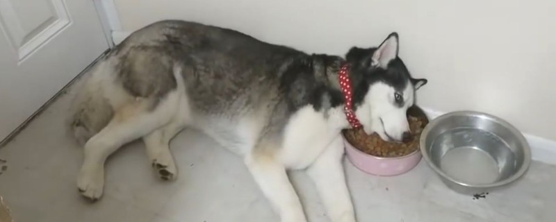 哈士奇怎么养