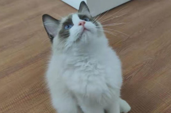 猫咪耳螨怎么治