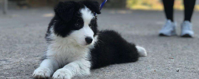 夏天边牧幼犬怎么养