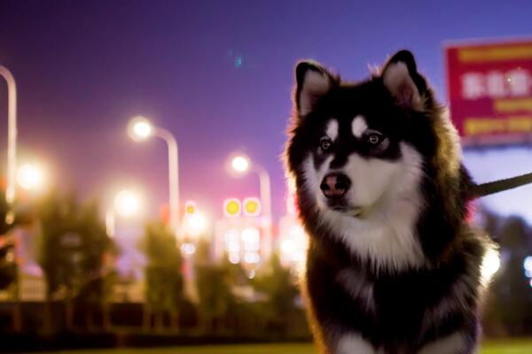 阿拉斯加犬和哈士奇的区别，阿拉斯加八大缺点难家养