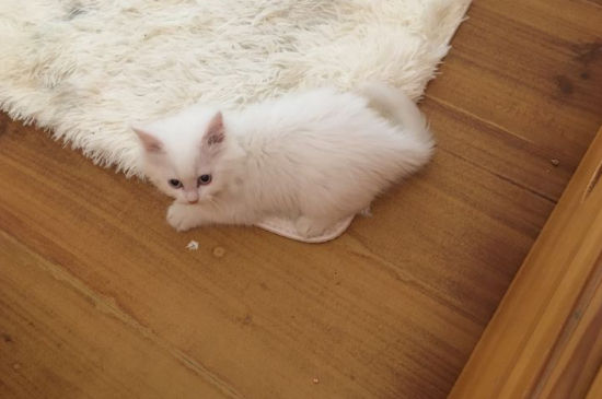 猫突然变得亢奋乱跑