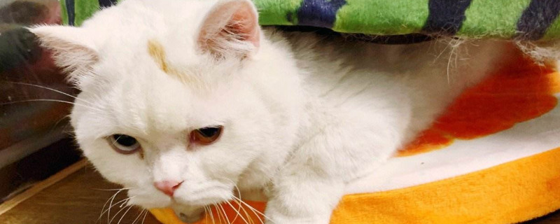猫尾巴油腻怎么处理，公猫油尾巴怎么洗掉