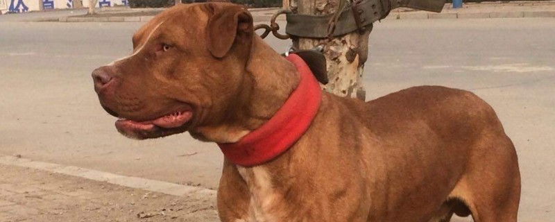 世界十大凶猛斗犬是哪十种狗