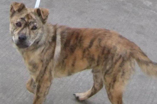 虎斑犬幼犬多少钱一只，价格在2000～10000元不等