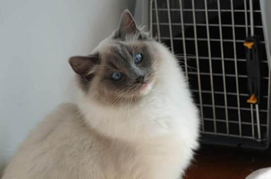 猫叹气代表什么意思