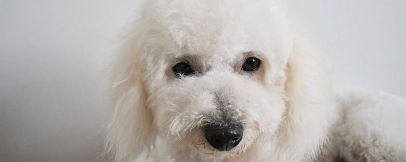 比熊犬怀孕多久能生
