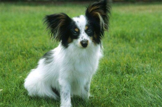 蝴蝶犬的寿命有多少年，平均寿命在12～13年左右